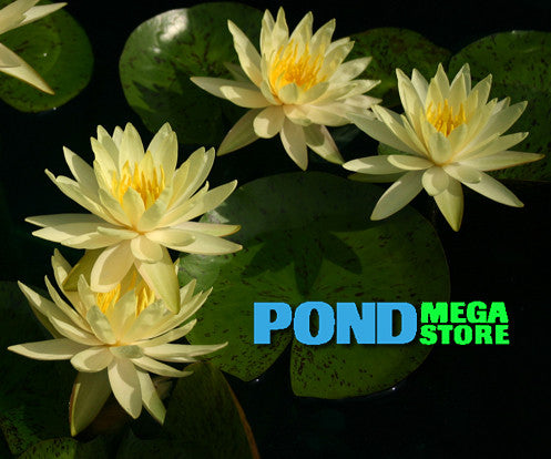Texas Dawn Waterlily <br> Medium Hardy Hardy Water Lily  <br> - pondmegastore