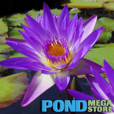 Tina Waterlily <br> Medium, Day Bloomer <br> Available Now