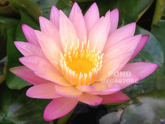Tropic Sunset Water Lily <br> Day blooming <br> Medium Water Lily <br> Call for Availability until spring 2020 - pondmegastore