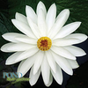 Trudy Slocum Water Lily <br> Evening blooming  <br> THIS SHIPS IN SPRING & SUMMER