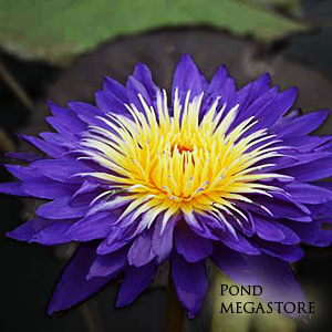 Ultra Violet Water Lily <br> Day blooming <br> Medium Water Lily <br> Call for Availability until spring 2020 - pondmegastore