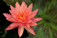 Wanvisa Waterlily <br> Medium Hardy Water Lily <br> Award Winner! - pondmegastore