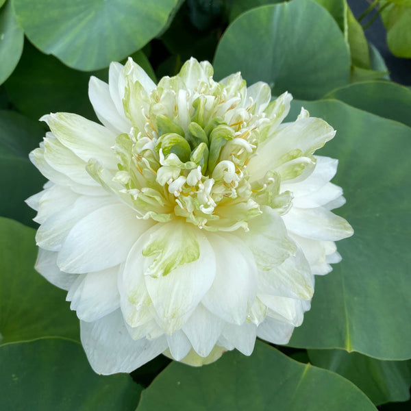 White Peony Lotus <br> Tall / HEAVY BLOOMER!