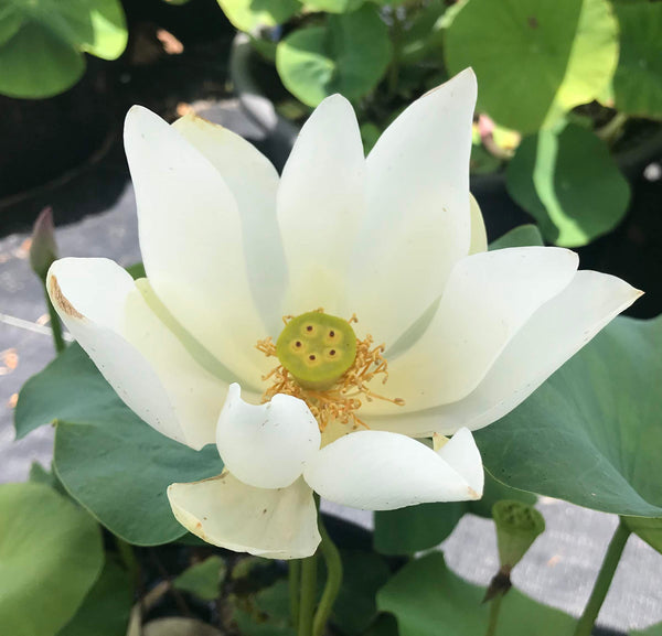 White Buddha's Hand Lotus  <br>  Bowl-Dwarf / Heavenly, Pure -White Flowers!