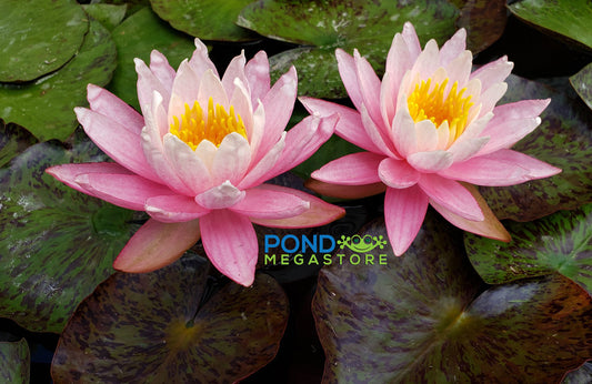 White Hot <br> Top 10 Hardy Water Lily <br> - pondmegastore