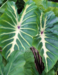 White Lava Taro  (Colocasia) <br> - pondmegastore