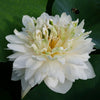 White Pear Flower Lotus <br> Bowl/Dwarf / Early bloomer!