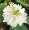 White Phoenix Lotus <br>  Exquisite White Blooms!