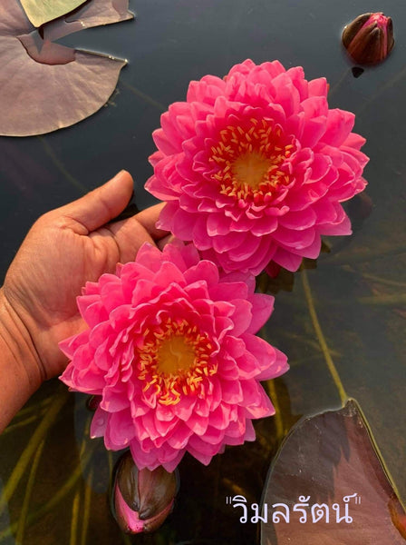 Wimolrat <br> NEW Giant Hardy Waterlily!