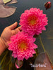 Wimolrat <br> NEW Giant Hardy Waterlily!