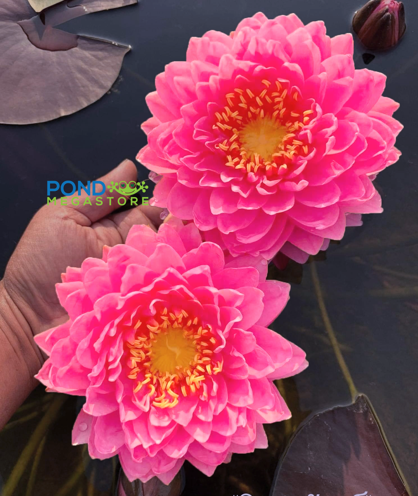 WARINDA HARDY WATER LILY