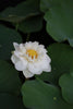 Winter Chrysanthemum Lotus <br> Super Bloomer!