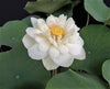 Winter Chrysanthemum Lotus <br> Super Bloomer!