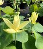 Apricot Yellow  Lotus <br> Medium / Sunny-Yellow Blooms!