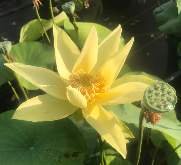 Apricot Yellow  Lotus <br> Medium / Sunny-Yellow Blooms!