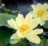 Yellow Bird Lotus <br> Incredible, Large blooms!