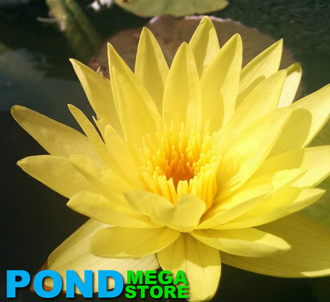 Yellow Dazzler Water Lily <br>