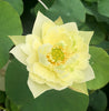 Yellow Peony Lotus <br> Large, Yellow Blooms!