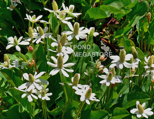 Yerba Mansa, Native<br> (Anemopsis Californica) <br> - pondmegastore