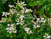 Yerba, BLOOMS & BLOOMS! <br><br>Hardy Native, Ships Spring&Summer