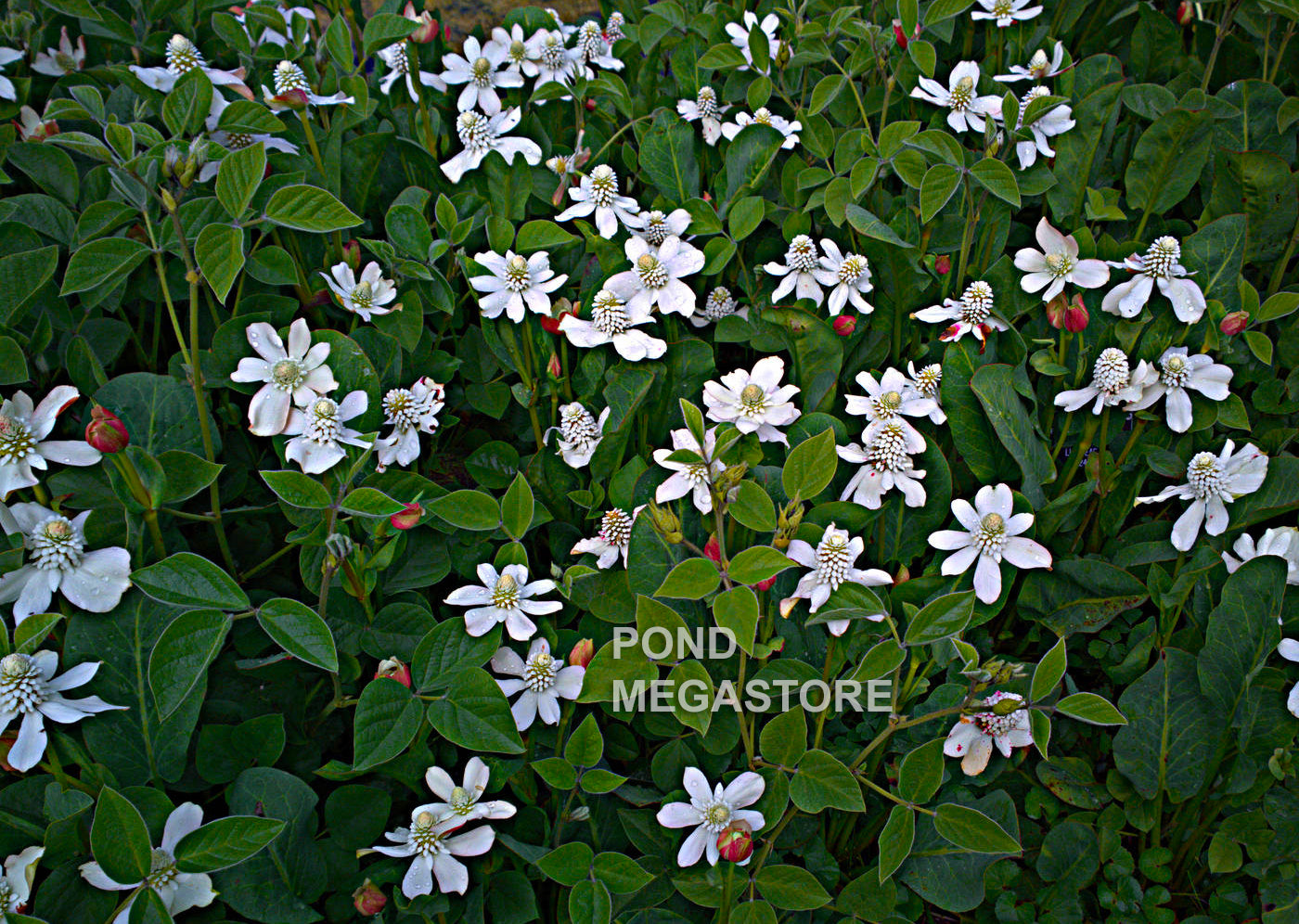 Yerba Mansa, Native<br> (Anemopsis Californica) <br> - pondmegastore