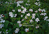 Yerba Mansa, Native<br> (Anemopsis Californica) <br> - pondmegastore