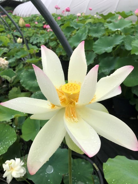 Yixian Lotus (Yixian lian)  <br> Tall <br>  Flying, dancing flowers!