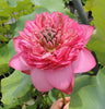 Zhongshan Duplicate Red Lotus <br> Tall / Resplendent blooms!