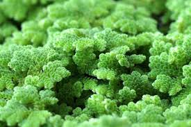 Azolla Caroliniana, Fairy Moss<br> Sold by weight 4oz, Ships April - September - Pond Megastore