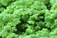 Azolla Caroliniana, Fairy Moss<br> Sold by weight 4oz, Ships April - September - Pond Megastore