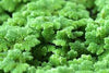 Azolla Caroliniana, Fairy Moss<br> Sold by weight / portion!
