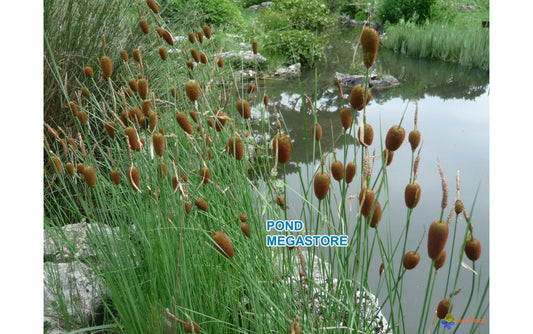 Micro Mini Cattail (Typha minima) <br> Europa 'Miniature Cattail' <br> Order for Early Spring 2020 - pondmegastore