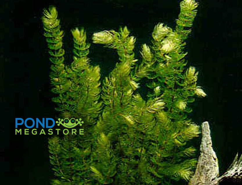 Buy Hornwort, Ceratophyllum Demersum, oxygenating pond plants