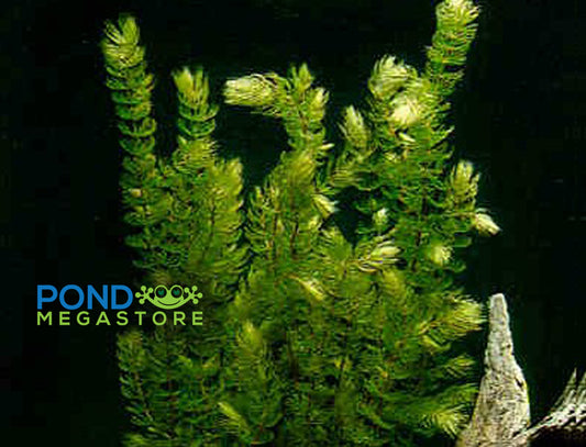 Hornwort (Ceratophyllum Demersum), <br> Best Oxygenating Pond Plant by a mile! <br> Starves algae and protects fish - pondmegastore