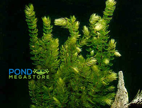 Hornwort Bunched, <br> Starves algae and protects fish