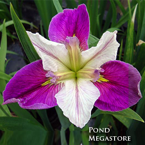 Colorific Louisiana Iris <br> - pondmegastore
