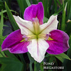 Colorific Louisiana Iris <br> Ships Spring until late summer