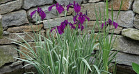 Japanese Variegated Iris <br> (Iris Ensata Variegata) <br> - pondmegastore