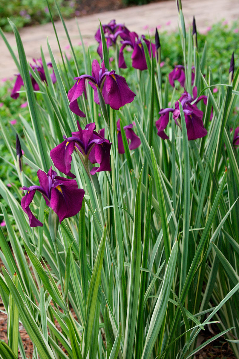 Japanese Variegated Iris <br> (Iris Ensata Variegata) <br> - pondmegastore