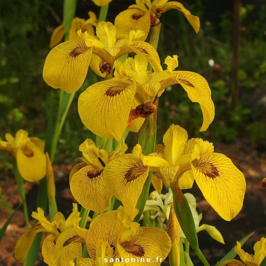 Yellow Iris Davidson<br> Winter Hardy zone 5b-12 - pondmegastore