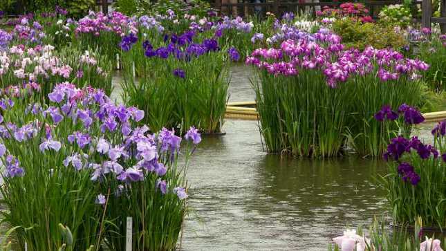 Japanese Variegated Iris <br> (Iris Ensata Variegata) <br> - pondmegastore