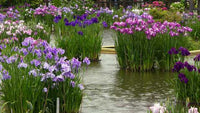 Japanese Variegated Iris <br> (Iris Ensata Variegata) <br> - pondmegastore