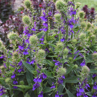 Starship Blue/Purple Lobelia - Ships Spring & Summer