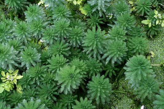 Parrots Feather (Large), Parrot Feather - Pond Megastore