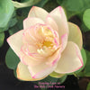 Nanjing Love 16 Lotus <br> ❤️  Zac's Top 25 Selection