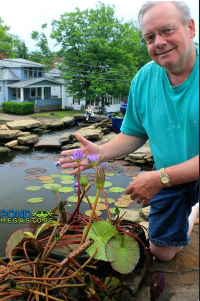 Pond plants on sale store near me