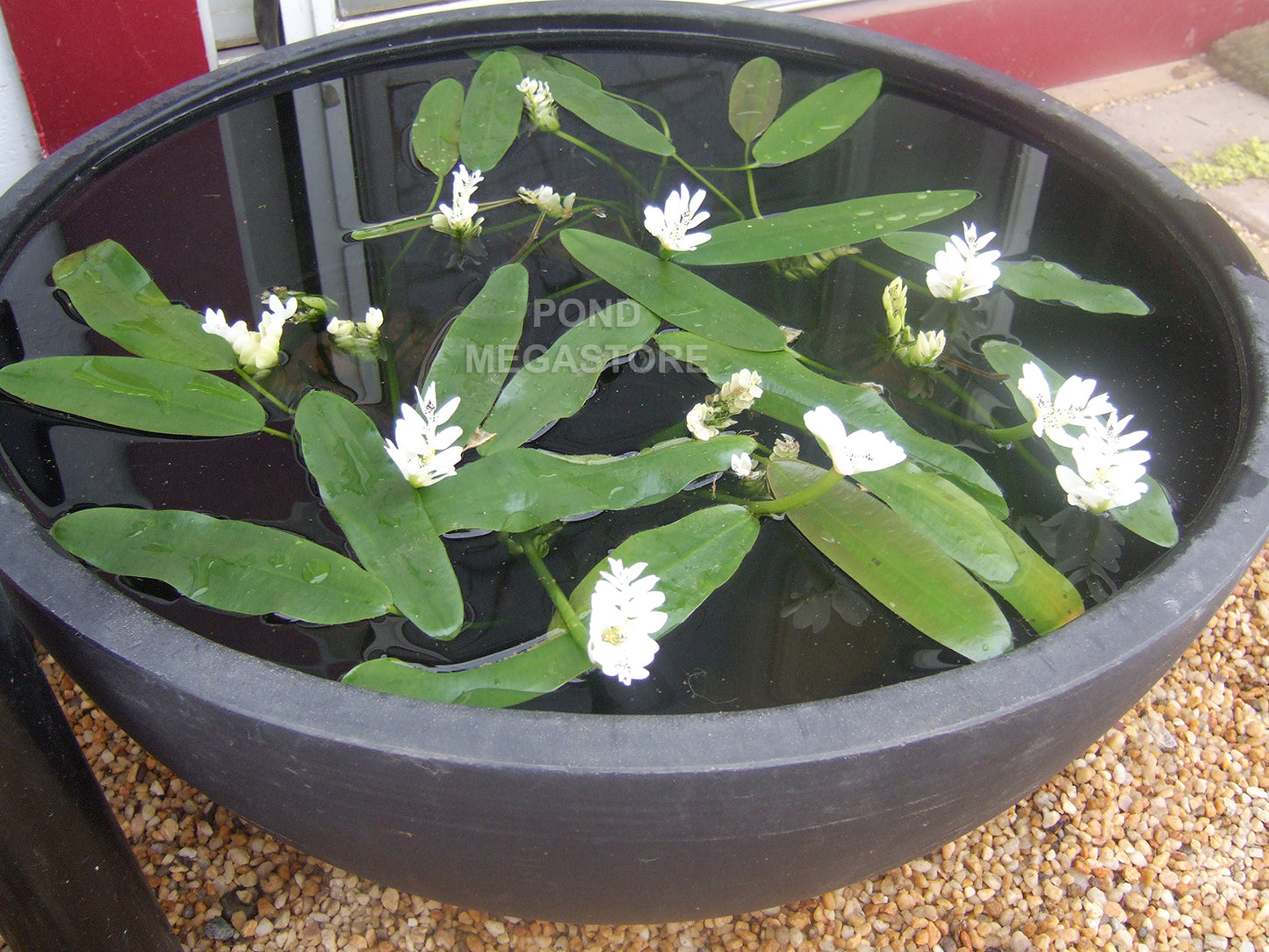 WATER HAWTHORN<br> LIVE PLANTS! Not bulbs!<br> Cool water loving plant <br> Blooms early fall to late spring! - pondmegastore