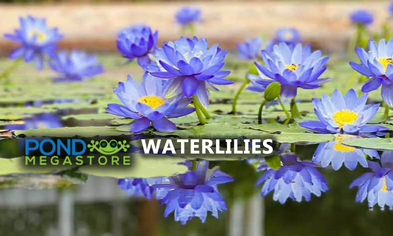 PondGRO Perfect Blend Soil for Waterlily, Lotus, Pond Plants <br>AVAILABLE NOW! - Pond Megastore