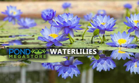 PondGRO Perfect Blend Soil for Waterlily, Lotus, Pond Plants <br>AVAILABLE NOW! - Pond Megastore