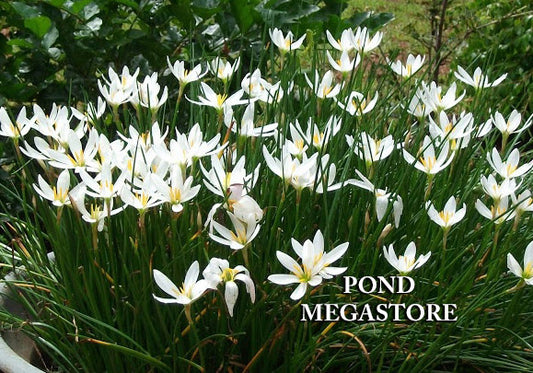 White Fairy Lily (Zephyranthes Candida) 'Zephyr Lilies' or 'Rain Lilies' - pondmegastore